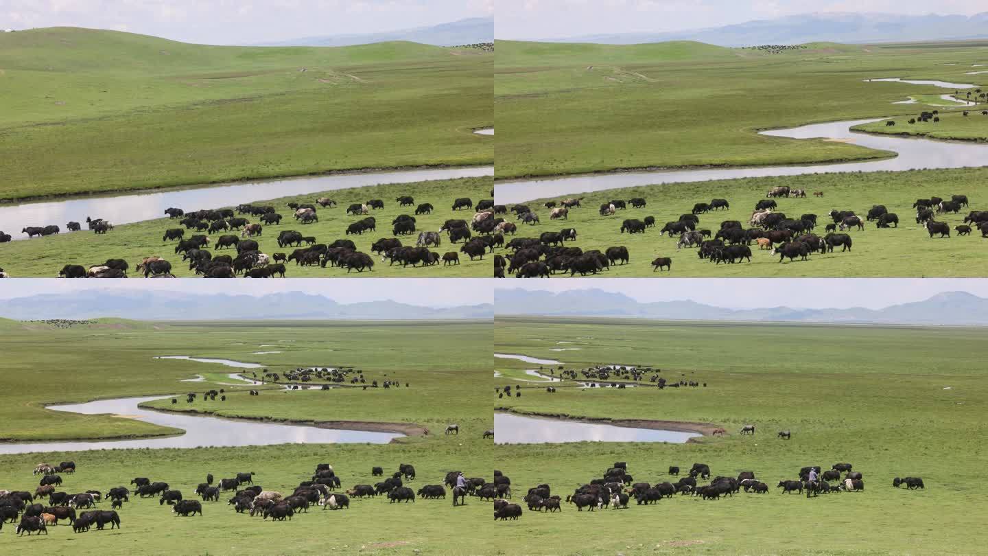 草原牦牛放牧吃草牛群湖泊河流山坡蓝天白云