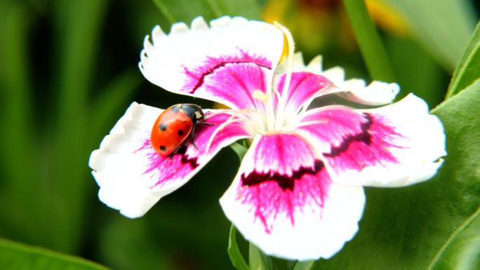 七星瓢虫 石竹花 花 花朵 昆虫 瓢虫