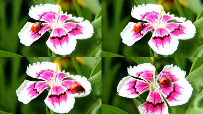 七星瓢虫 石竹花 花 花朵 昆虫 瓢虫