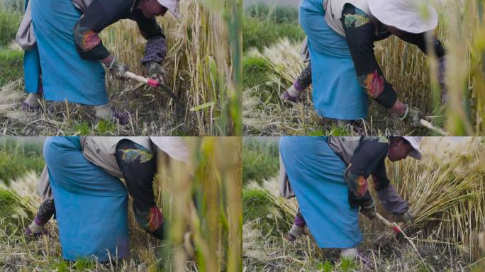小麦收割捆麦子 农户劳作 芒种 镰刀割麦