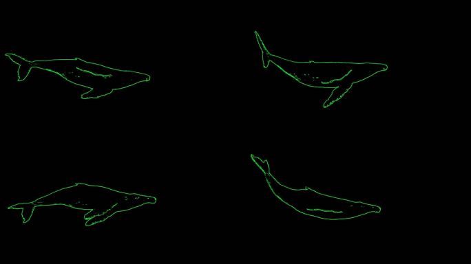 激光投影鲸鱼