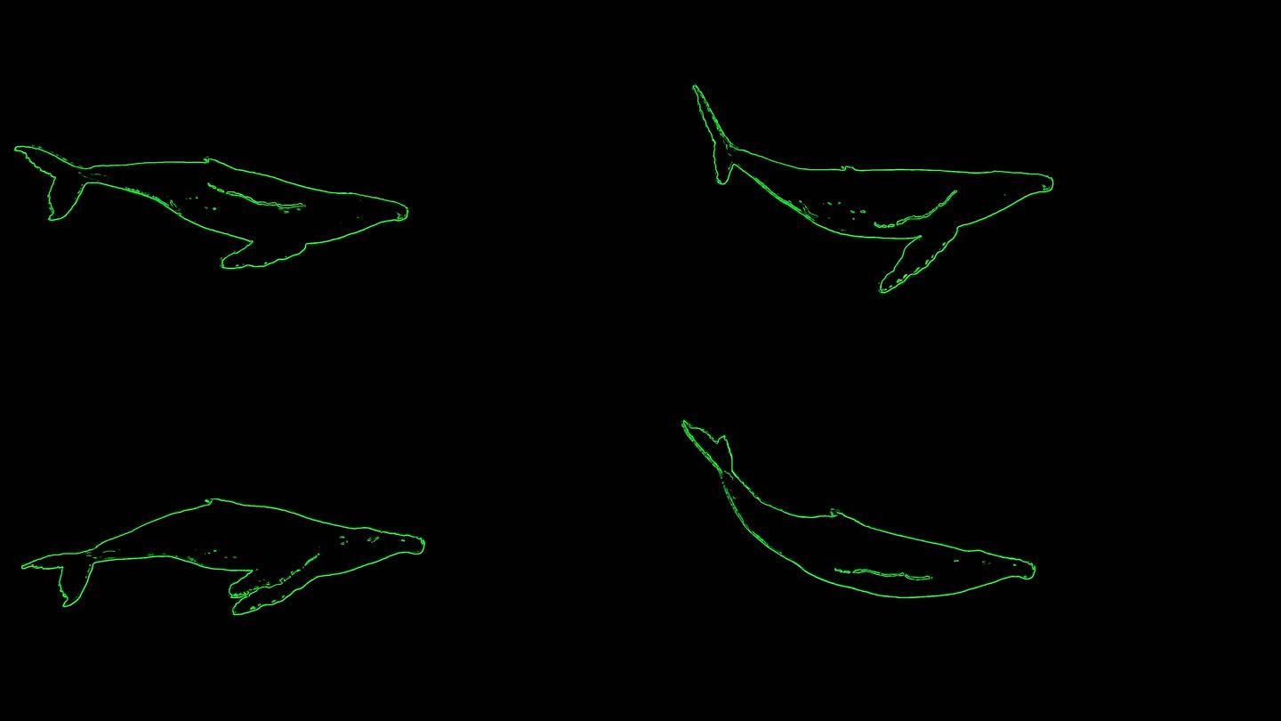 激光投影鲸鱼