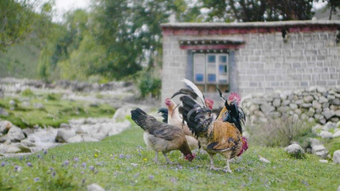 土特产鸡 自然养殖鸡 生态养殖鸡