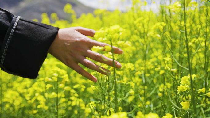 抚摸鲜花 抚摸油菜花 抚摸格桑花 手部