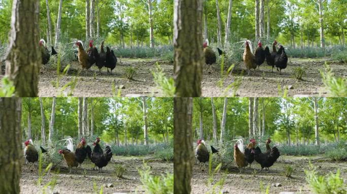 生态养鸡 林下鸡 漂亮的鸡 鸡觅食
