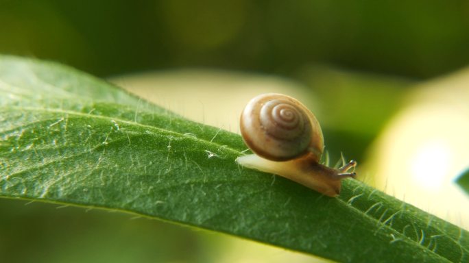 蜗牛   清晨蜗牛树叶爬行