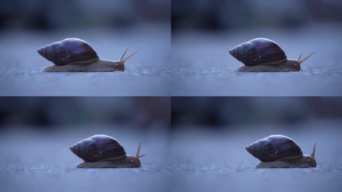缓慢爬行的蜗牛03