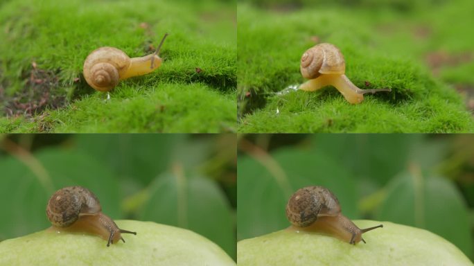一只蜗牛在草地上艰难爬行
