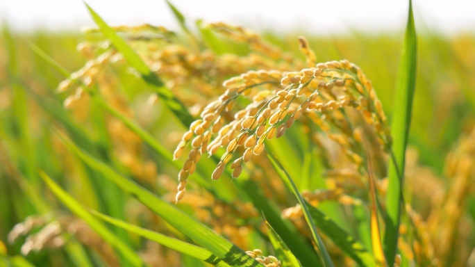 水稻的一天  乡村振兴 秋季水稻