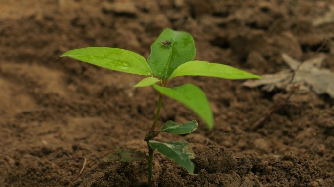 种树植树