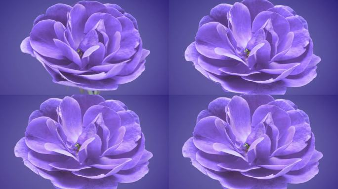 紫色花朵盛开绽放美丽