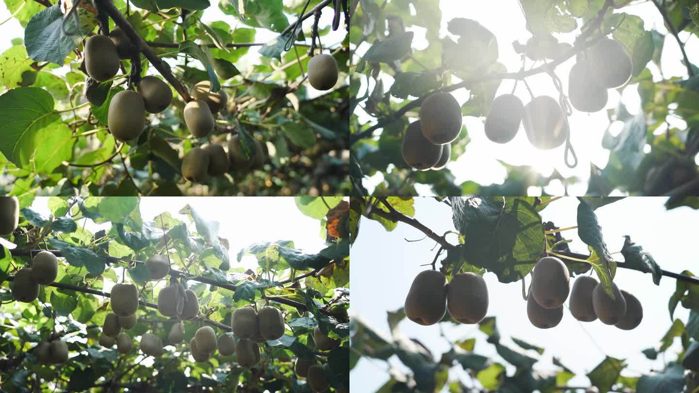 猕猴桃种植采摘丰收
