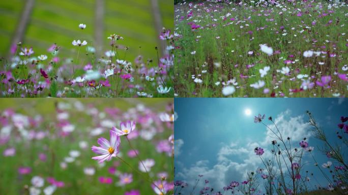 格桑花 4k高清 风中摇曳的唯美花朵花海