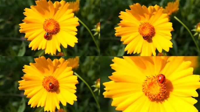 七星瓢虫 菊花 黄色花朵 绽放 自然景色
