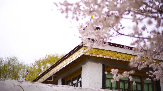 建筑平房 院子院落庭院 桃树桃花 绽