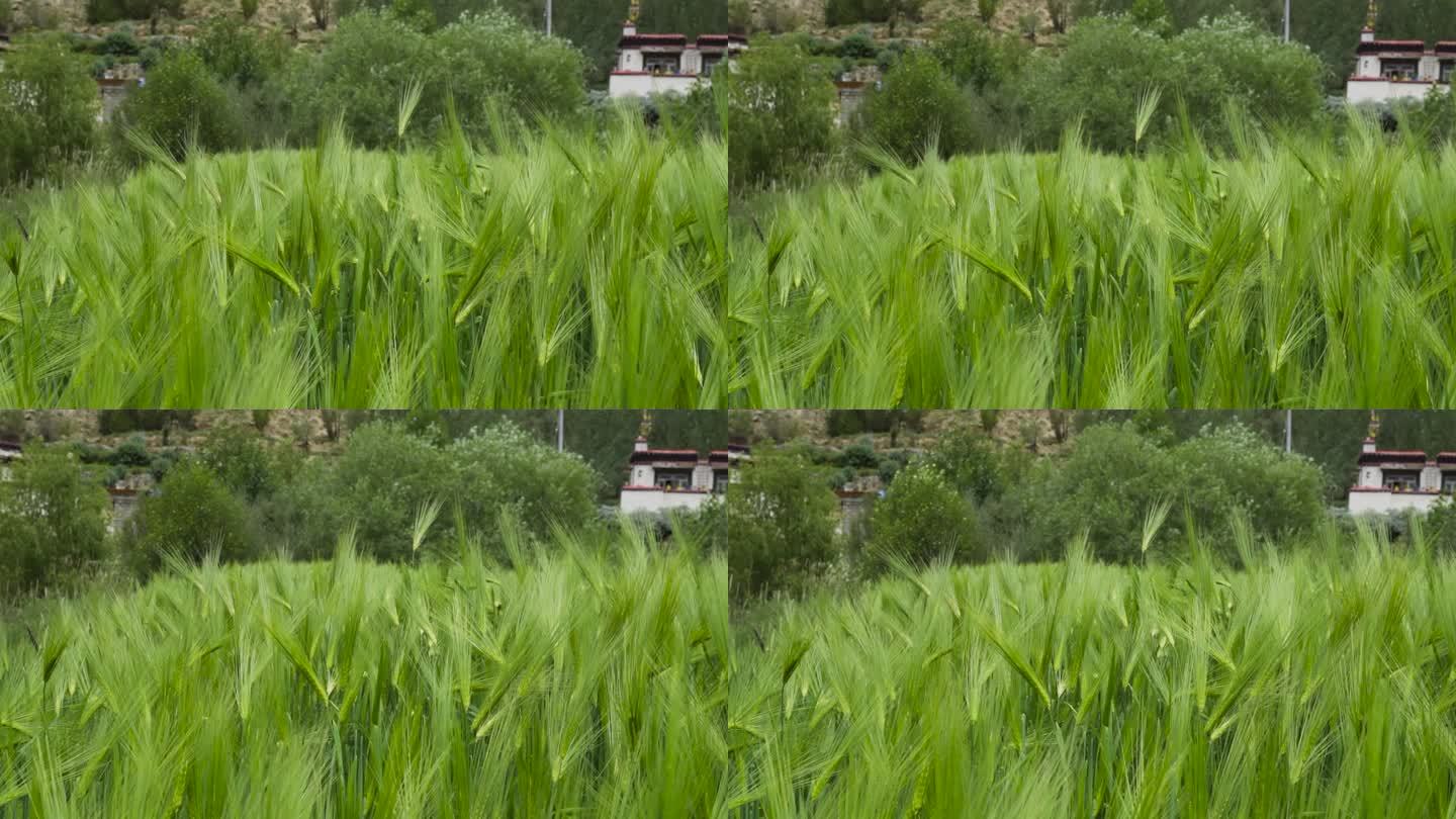 土豆叶子 小麦 麦穗 青小麦 青稞