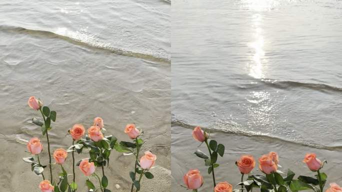 沙滩种玫瑰看日出