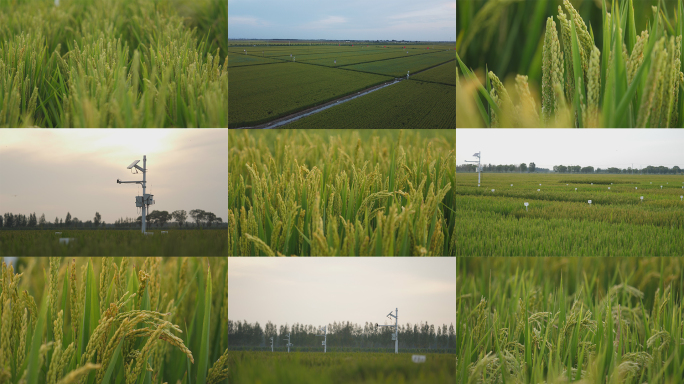 水稻试验田 稻田水质环境监测站 环境检测