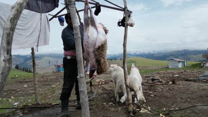 新疆牧民宰杀羊肉