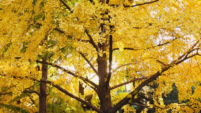 高清实拍秋天天坛公园的银杏和银杏果