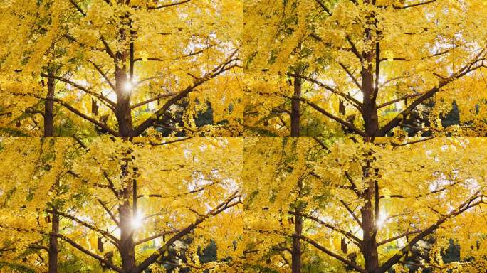 高清实拍秋天天坛公园的银杏和银杏果