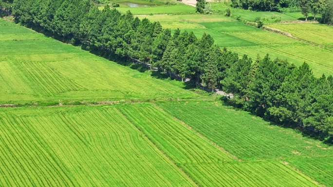 南昌五星农场田野13