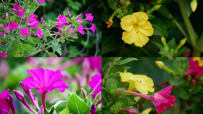 紫茉莉 胭脂花 夜饭花2