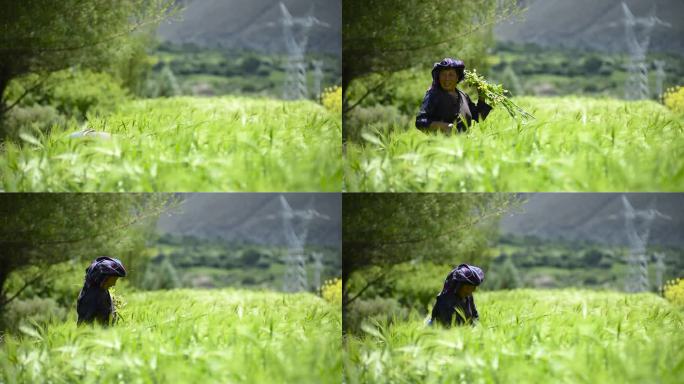 农作物风景 田地 高原农作物 青稞丰收