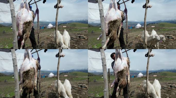 新疆牧民宰杀羊肉  待宰羔羊