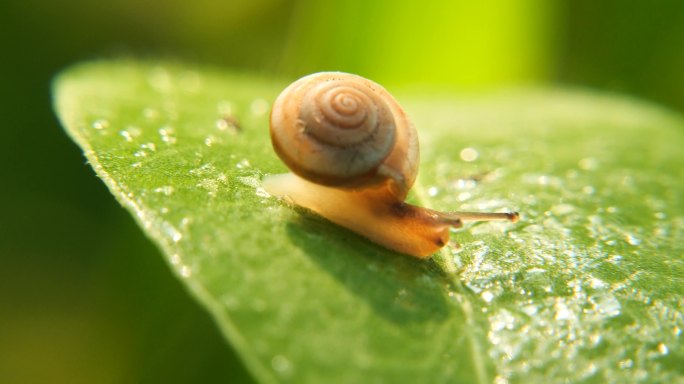 蜗牛 雨过天晴 雨后蜗牛爬行 清晨公园