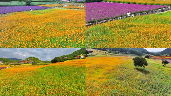 4K 航拍唯美田园花海4
