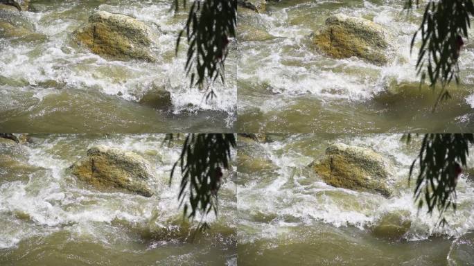雨后的水 水花 自然生态水柳树洪水发大水