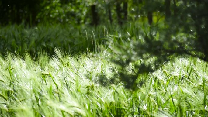 唯美夏天 盛夏 绿色植物乡村振兴农业振兴