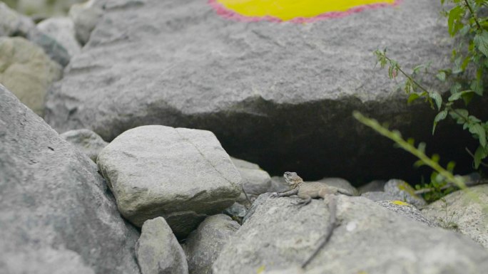 自然 原野 原生物种 按摩振荡器