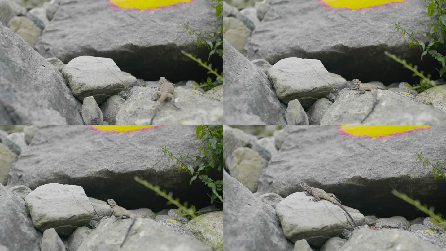 自然 原野 原生物种 按摩振荡器