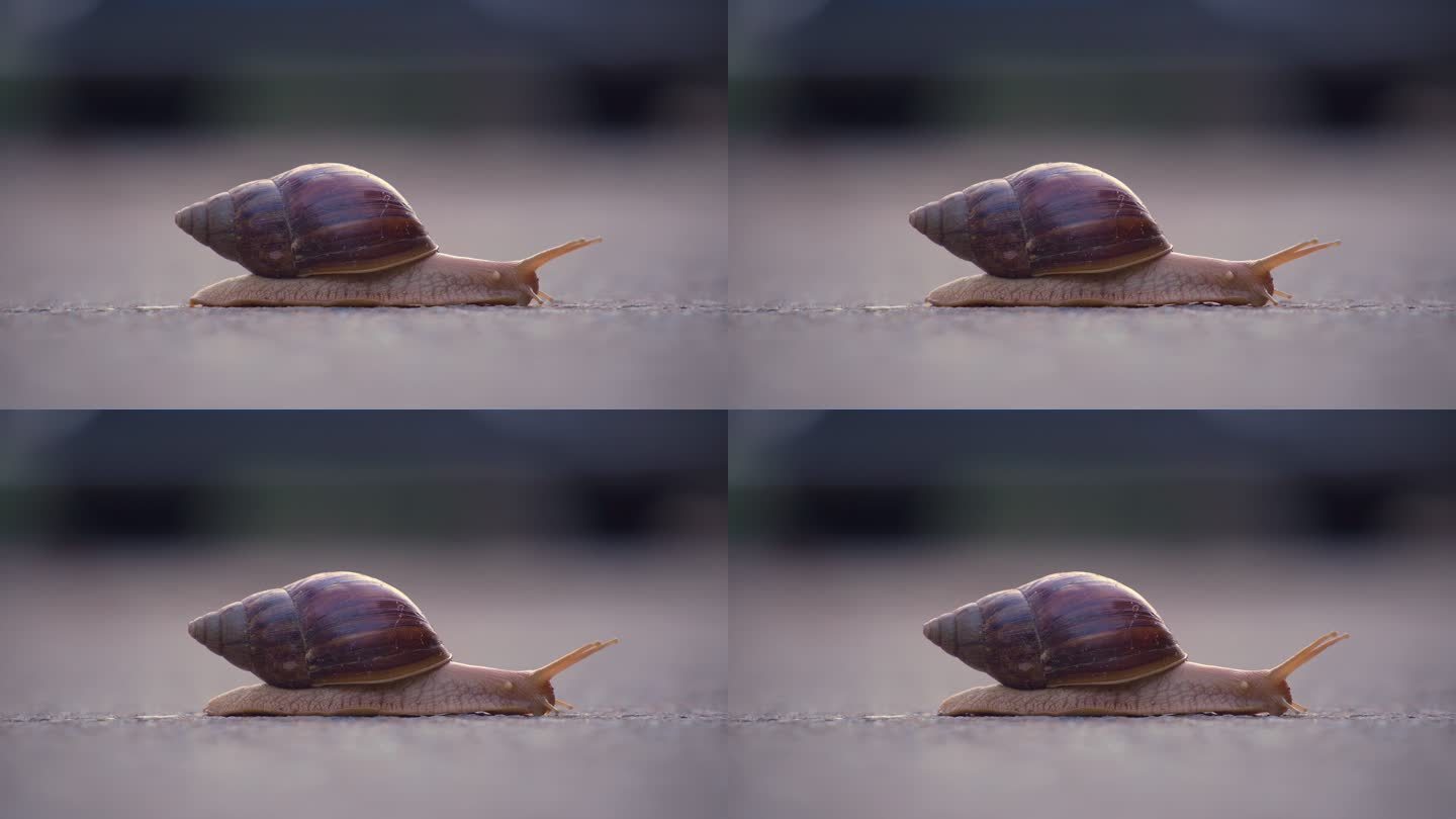 缓慢爬行的蜗牛04