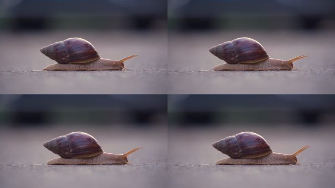 缓慢爬行的蜗牛04