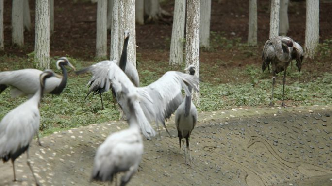 候鸟湿地乐园里的白鹤