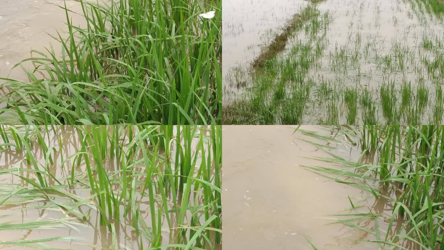 水浸稻田 大雨河水高涨 洪水水涨暴雨水涨