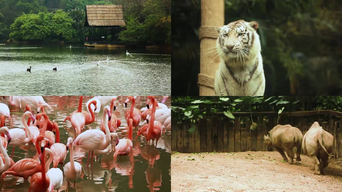 动物园 稀有动物 生态保护