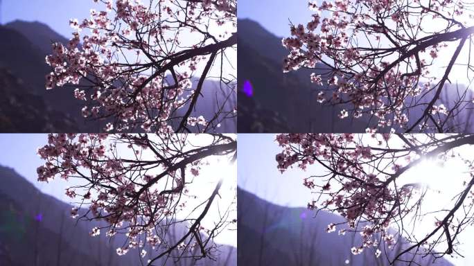 深透 透彻 时光 季节 春季树枝运山桃花