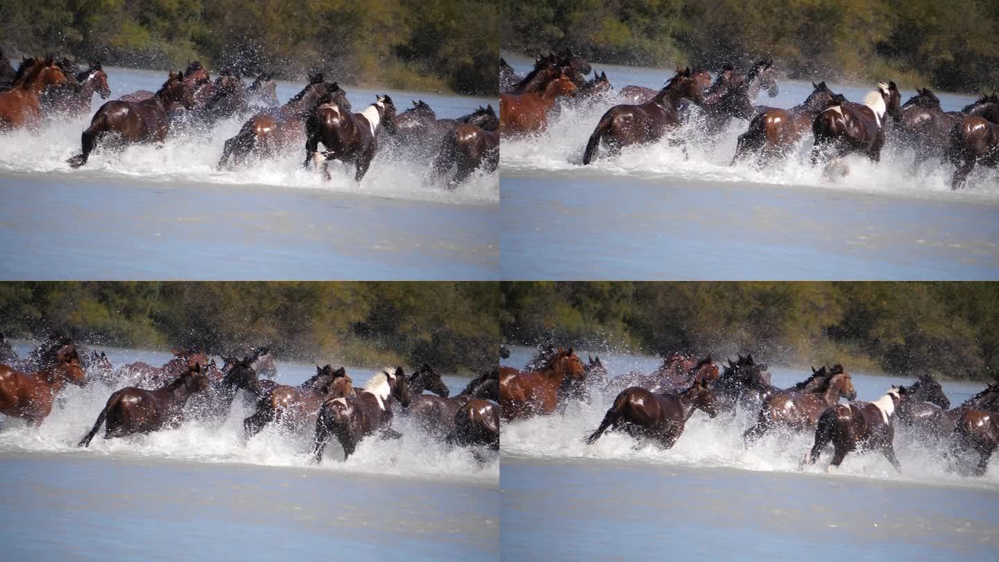 天马 天马过河 天马浴河 马群 马 奔腾