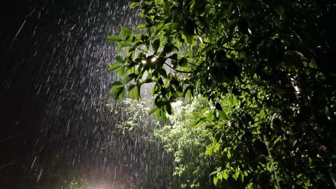 雨夜逆光雨点 绿树逆光 逆光雨丝雨夜意境