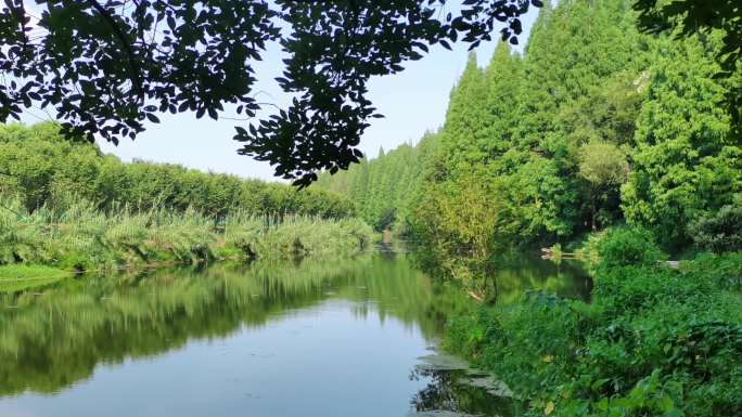 溪边河边青草绿树