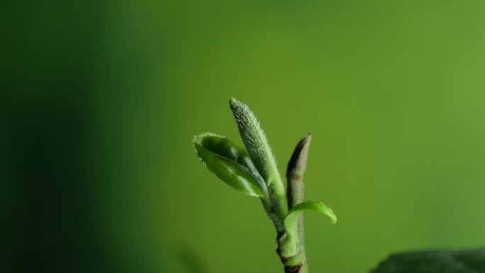 树发芽  茶树发芽