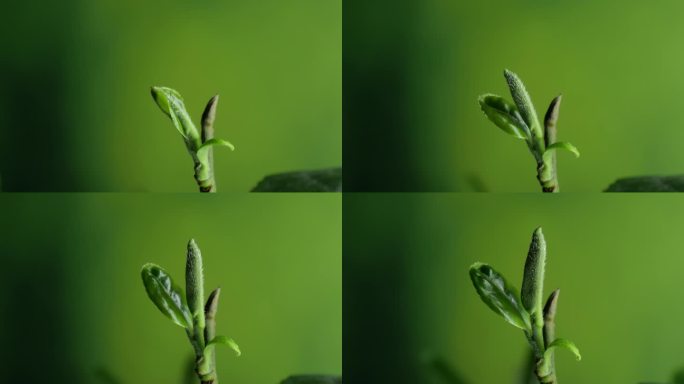 树发芽  茶树发芽