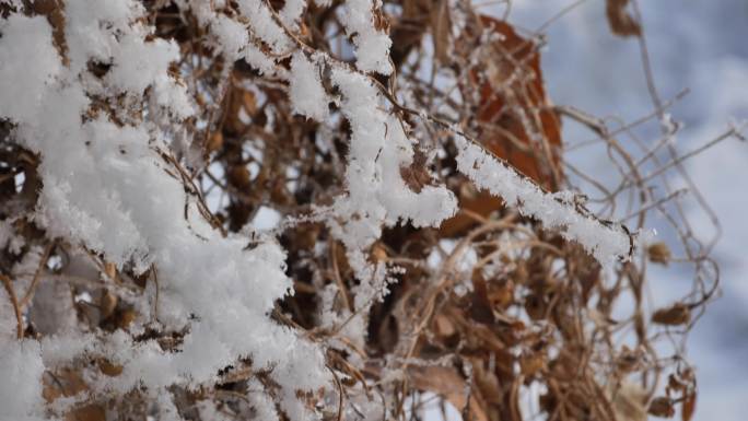 雪花