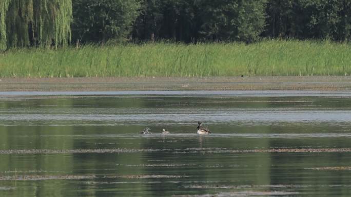 野鸭子 湖面 湿地 觅食 大鸭子喂小鸭子