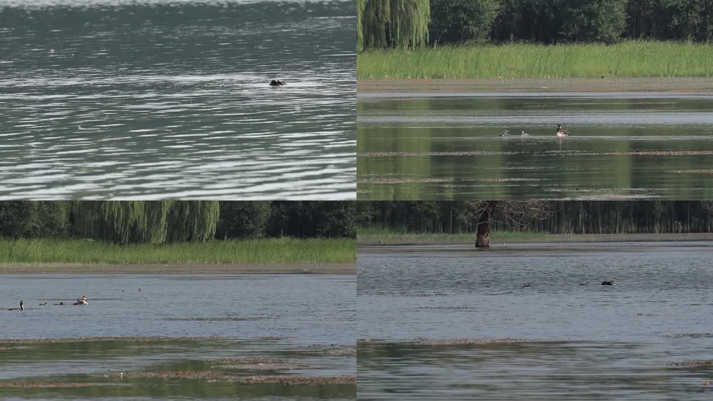 野鸭子 湖面 湿地 觅食 大鸭子喂小鸭子