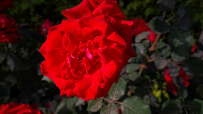 夏天的红玫瑰